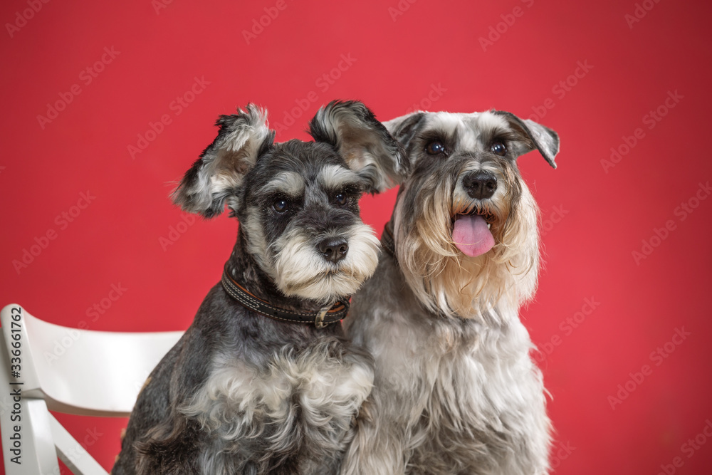 Portrait of two miniature schnauzer dogs