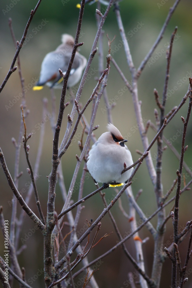 Waxwings on the Isle of Harris Waxwings on the Isle of Harris