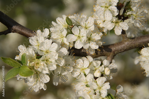 Mirabelle plum trees orchard white flowers photo