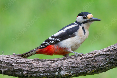 great spotted woodpecker © Luca