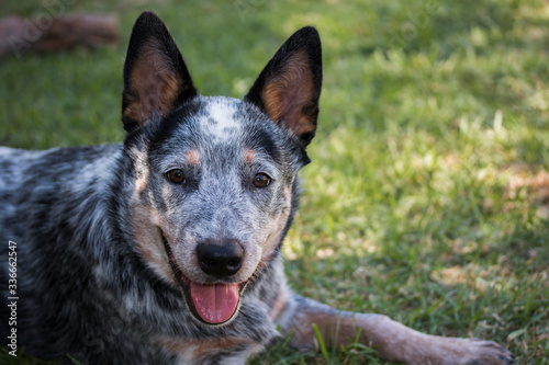 Young Australian Cattle Dog (Blue Heeler) closeup portrait of face looking at the camera, mouth open and tongue sticking out