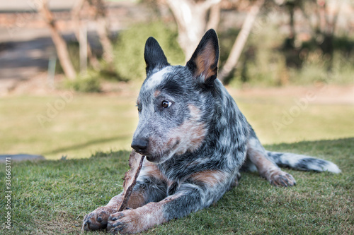 Australian Cattle Dog (Blue Heeler) puppy outdoors chewing on a piece of bark