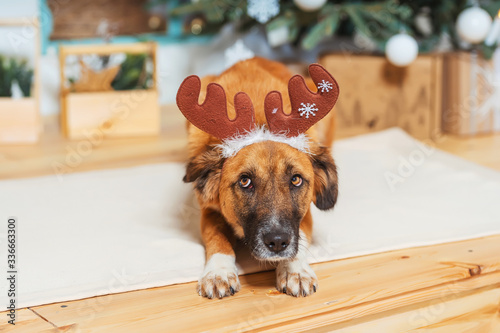 Not a purebred red dog with a deer antler hat on the background of Christmas decorations. Rescuedog on the background of the Christmas tree. A stray dog has found a family photo