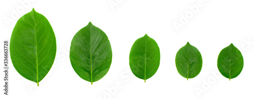 the row of green Burma padauk leaves on white background.