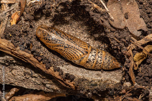 Pupa, Hawk Moth in natural earth setting. Morphing from caterpillar to moth on or underground, Sphingidae life cycle. South Australia.