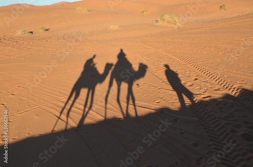 Merzouga is a small Moroccan town in the Sahara Desert. Camel is one of the major transport in the desert. Shadow of camels on the sand.