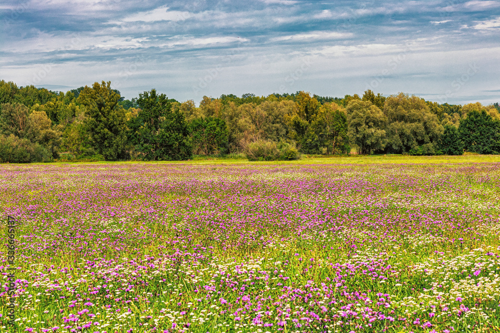 Sommerwiese mit Blumen im Hintergrund steht ein Mischwald. Sommerwiese mit Blumen im Hintergrund steht ein Mischwald.