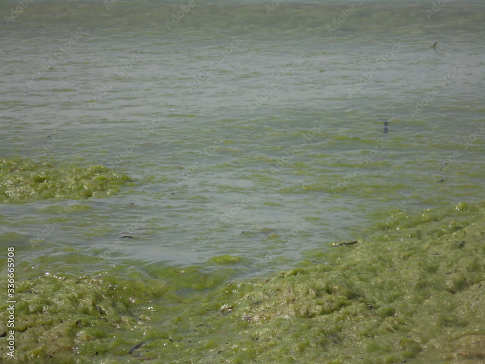 seaweed on the beach