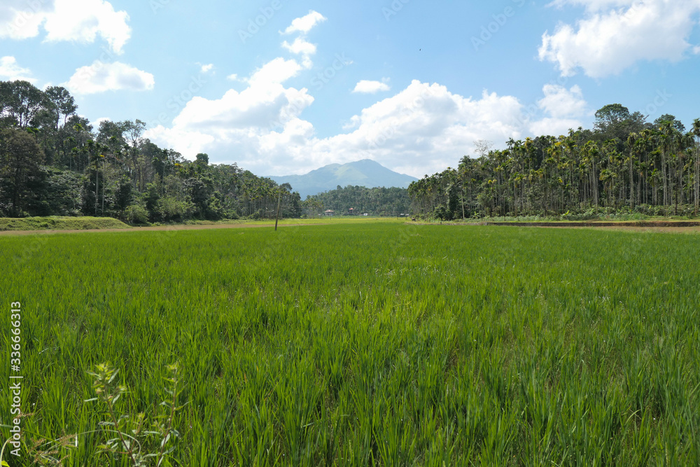 Green rice field in front of mountains. Blue sky and white clouds. Forest with green trees.