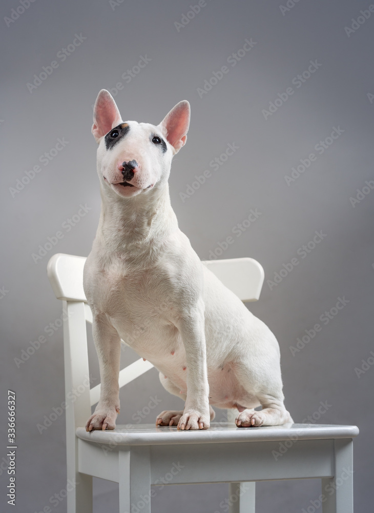 Bull terrier dog on a chair in the studio