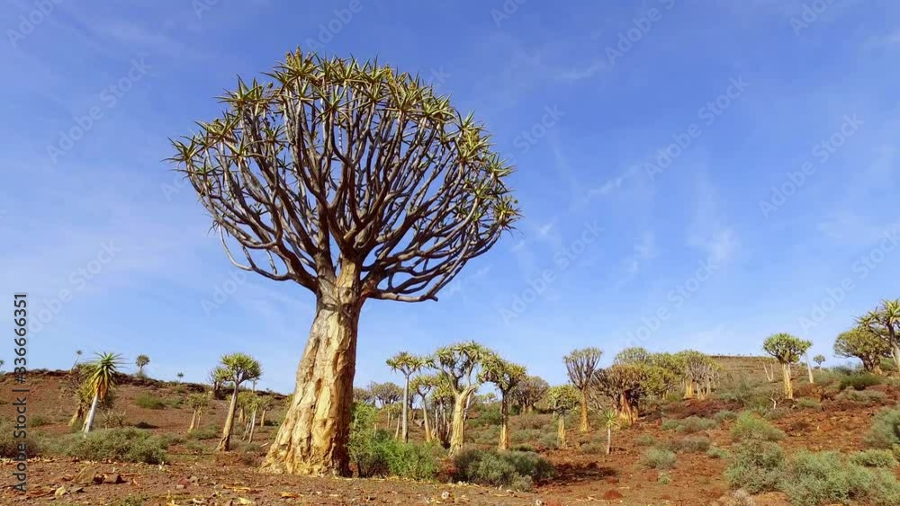 Panning landscape view of quiver trees (Aloe dichotoma), Northern Cape, South Africa Panning landscape view of quiver trees (Aloe dichotoma), Northern Cape, South Africa