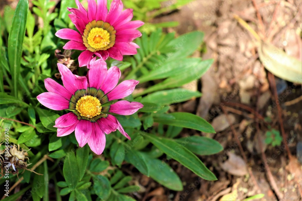 Fototapeta premium THE PINK FLOWER WITH SUNLIGHT FALLING ON THEM.