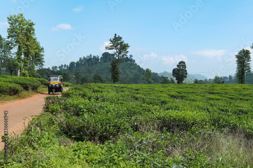 Tuk tuk on the road through the green tea plantation. Green tea leaves near the mountains. Green tree on tea plantation.
