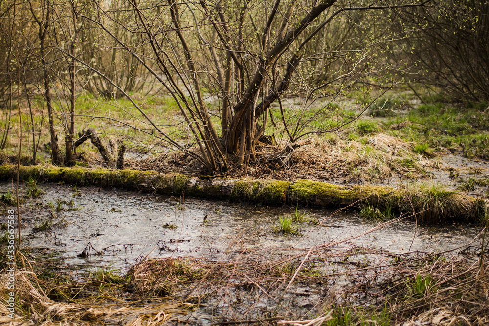 swamp covered with grass in the wild forest swamp covered with grass in the wild forest