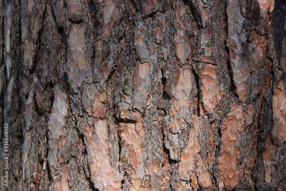 Tree Bark Textured Background. Tree Bark Textured Background.