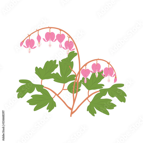Asian flower isolated on white background with bleeding heart, heart shaped pink and white flower, lyre flower, heart flower and lady in a bath. Great for icon, symbol, logo, card design.
