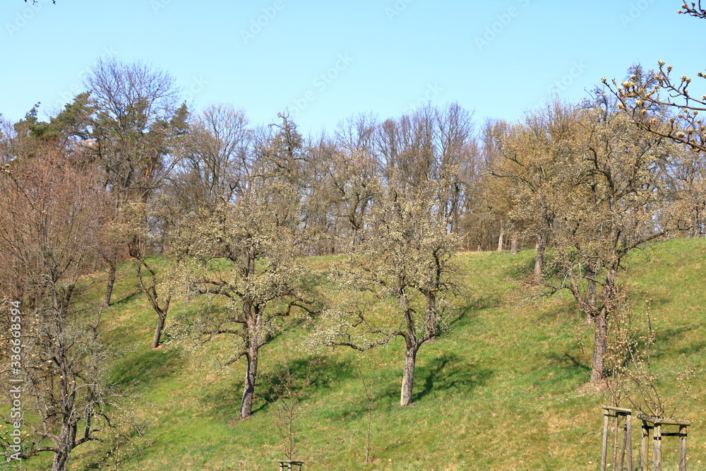Scattered flowering wild pear trees on meadow, Burgstädtl, Kreischa, Dresden, Germany, Europe Scattered flowering wild pear trees on meadow, Burgstädtl, Kreischa, Dresden, Germany, Europe
