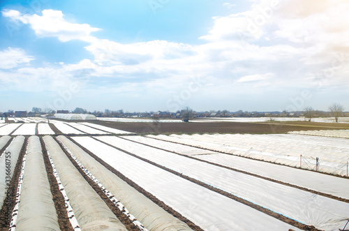 Farm agricultural fields covered with white spunbond agrofibre plastic fiber. Adaptation to unstable climate and increasing earlier yields. Increased plant survival crop. Greenhouses plantations.