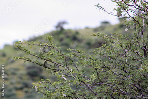 Thorny tree in African bush