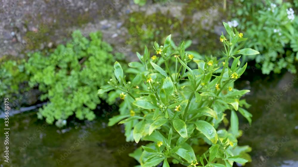 Green plants blooming in the waterways in spring Green plants blooming in the waterways in spring