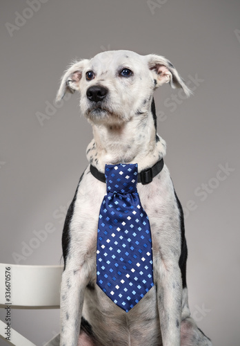 Dog with tie on his neck