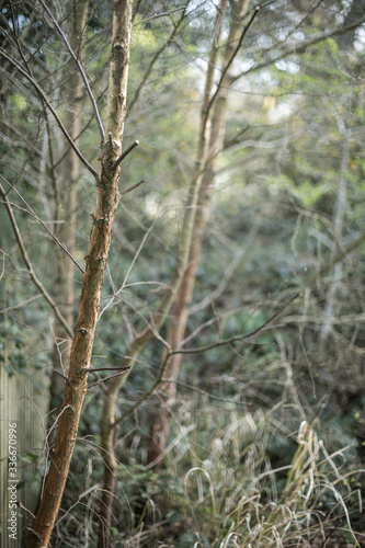 Fototapeta Naklejka Na Ścianę i Meble -  trees in the backyard