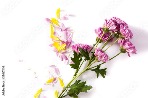 Purple chrysanthemum with petals isolated on white background