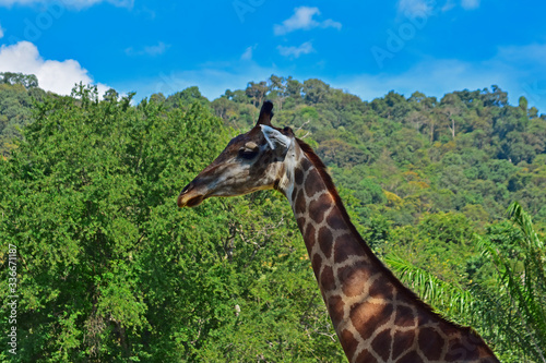 Photography Giraffes are long neck animals. Which is unusual in general