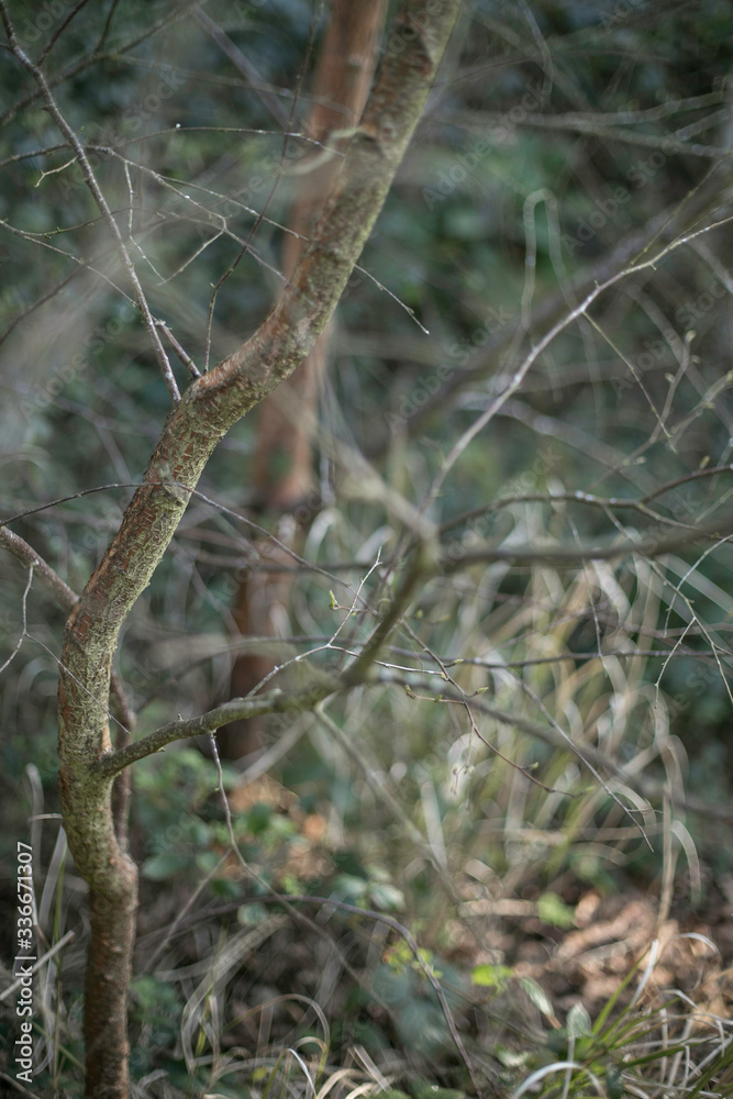 tree in the woods tree in the woods