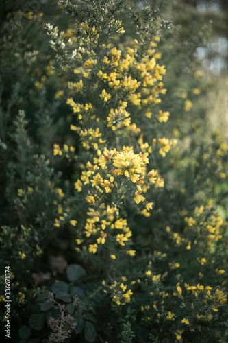 Fototapeta Naklejka Na Ścianę i Meble -  yellow flowers on a green background