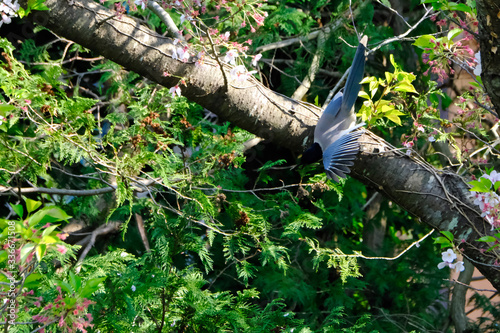 azure winged magpie in flight