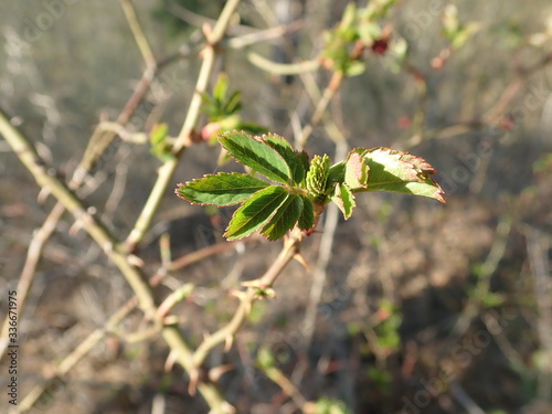detail of a green tree branch in spring