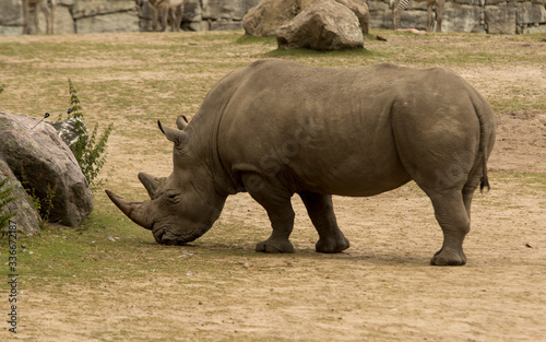 Rhino in the city zoo