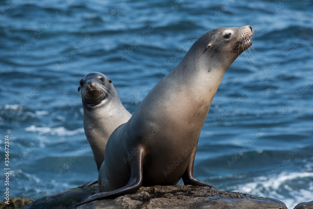 Naklejka premium sea lion on the rocks
