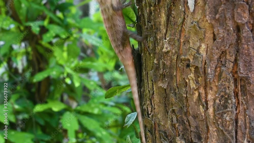 Male oriental garden lizard on a tree in the tropical country Sri Lanka Male oriental garden lizard on a tree in the tropical country Sri Lanka
