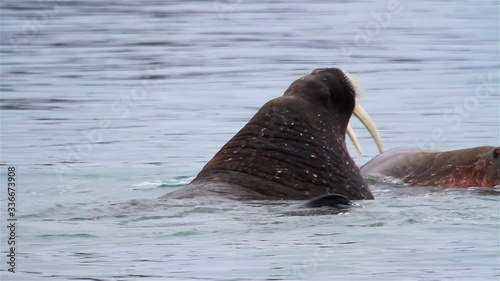 Walrus Young couple Playing in Arctic Water,svalbard photo