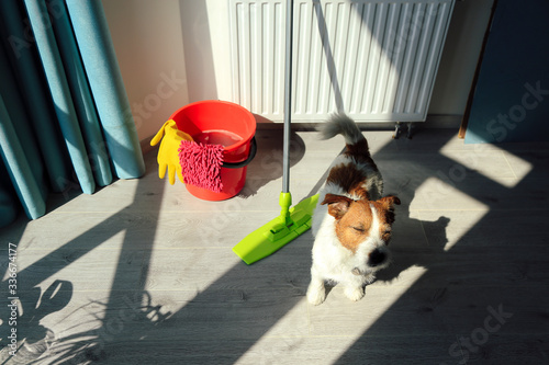 Cleaning Jack Russell Dog