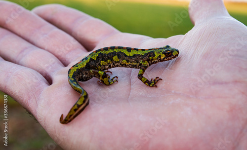 Marbled newt, triturus marmoratus, perched on the palm of a child's hand. © J.C.Salvadores