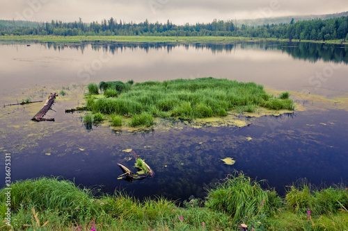 Canvas Print green scum on a plant-filled pond