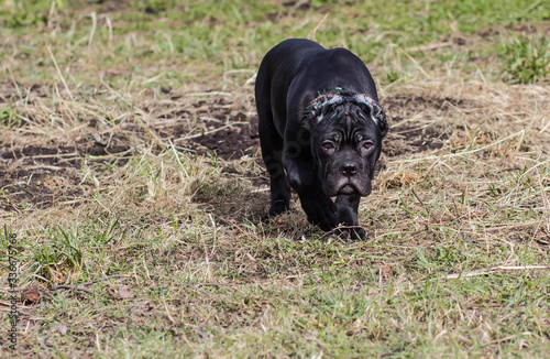 Cane-Corso puppy with cropped ears walks on the lawn