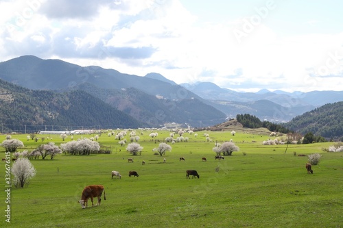 cow grazing in green meadow.artvin/turkey 