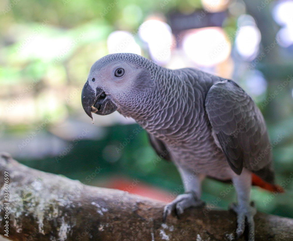 A parrot eats a seed in the park. A parrot eats a seed in the park.