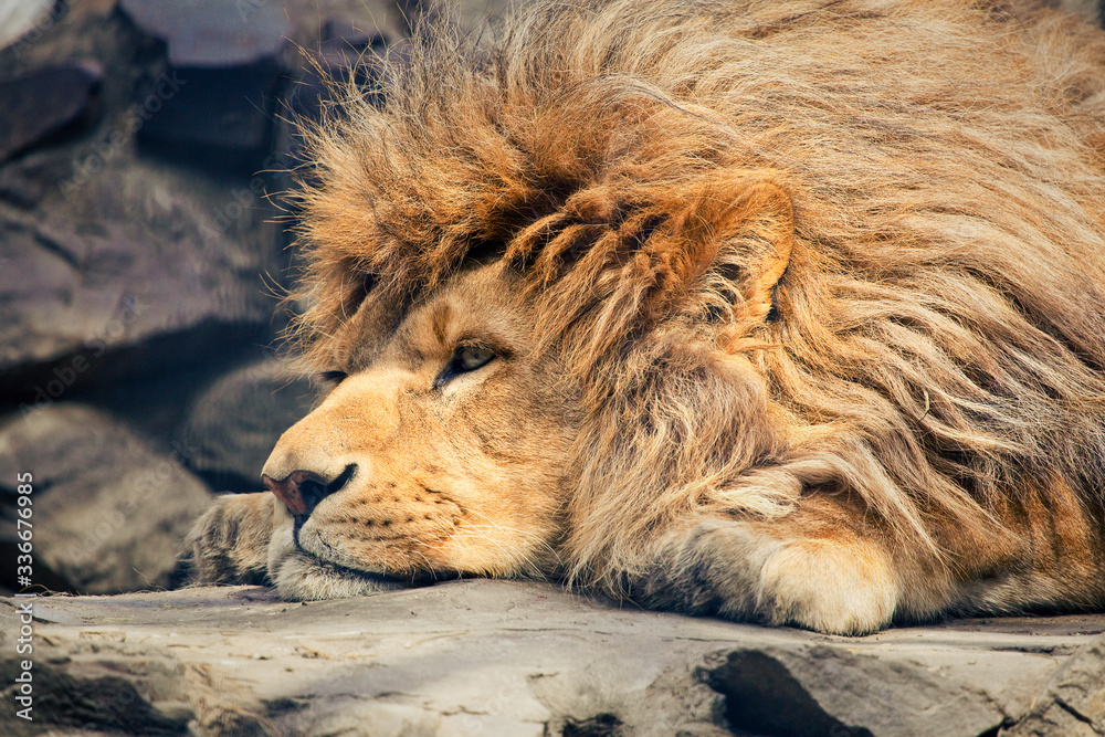 Naklejka premium leo with huge mane resting in the zoo