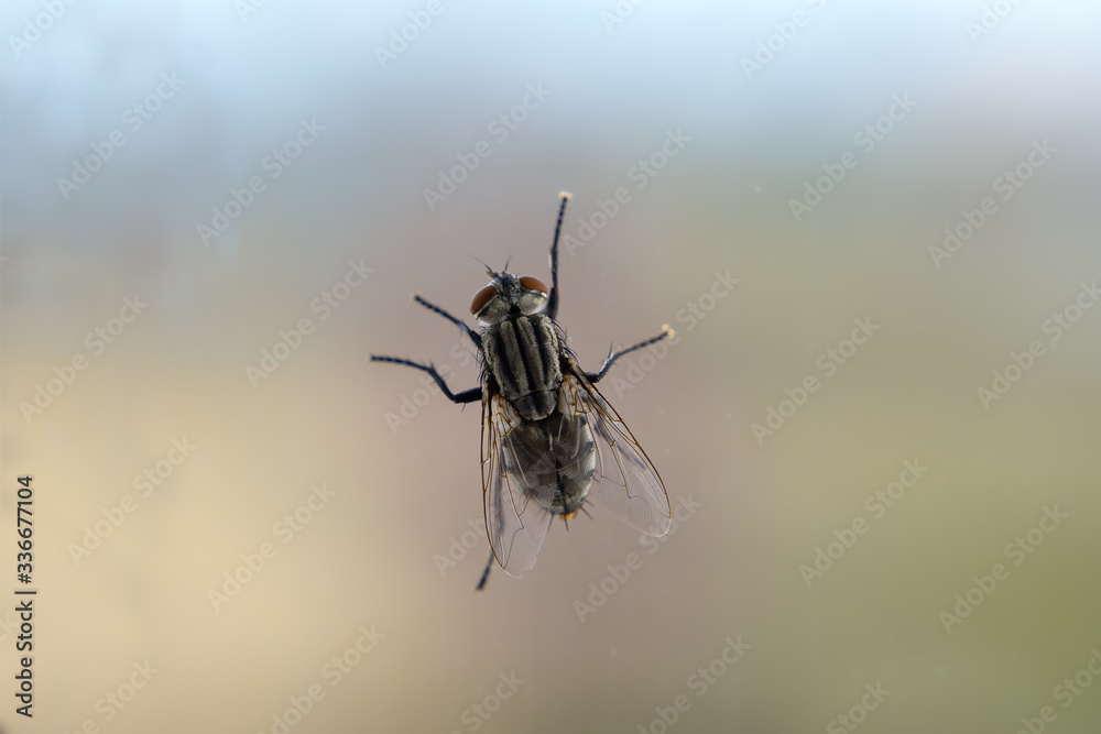 fotografia macro. mosca comun posada sobre un cristal.  Bokeh verde de fondo