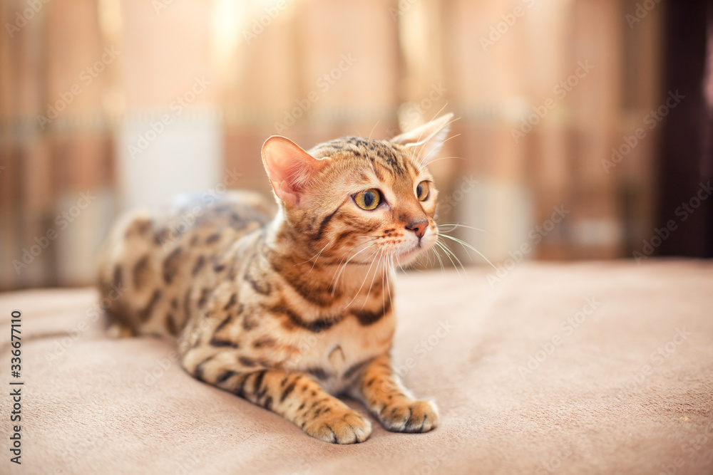 beautiful bengal cat lying on a bed and looking sideways