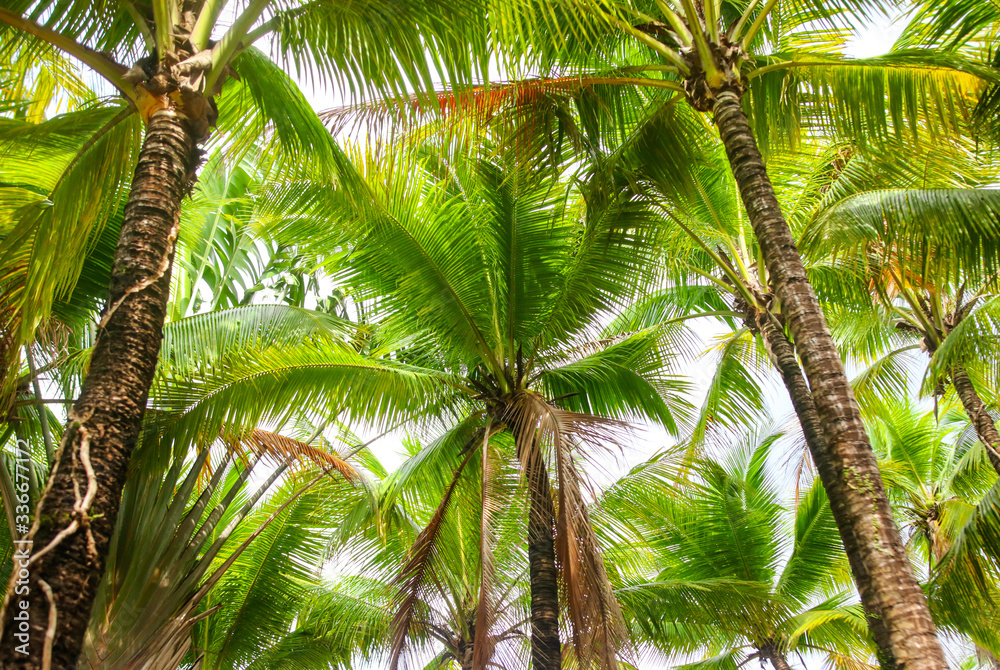 Fototapeta premium Beautiful palm trees in the park.