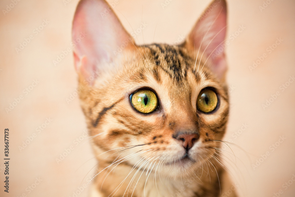 beautiful bengal cat muzzle close up