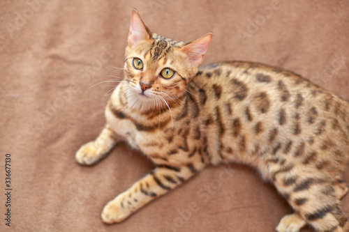 beautiful bengal cat lying on a bed and looking up