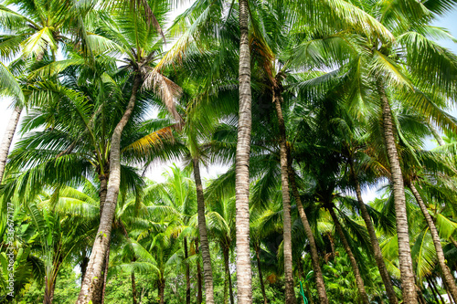 Beautiful palm trees in the park.