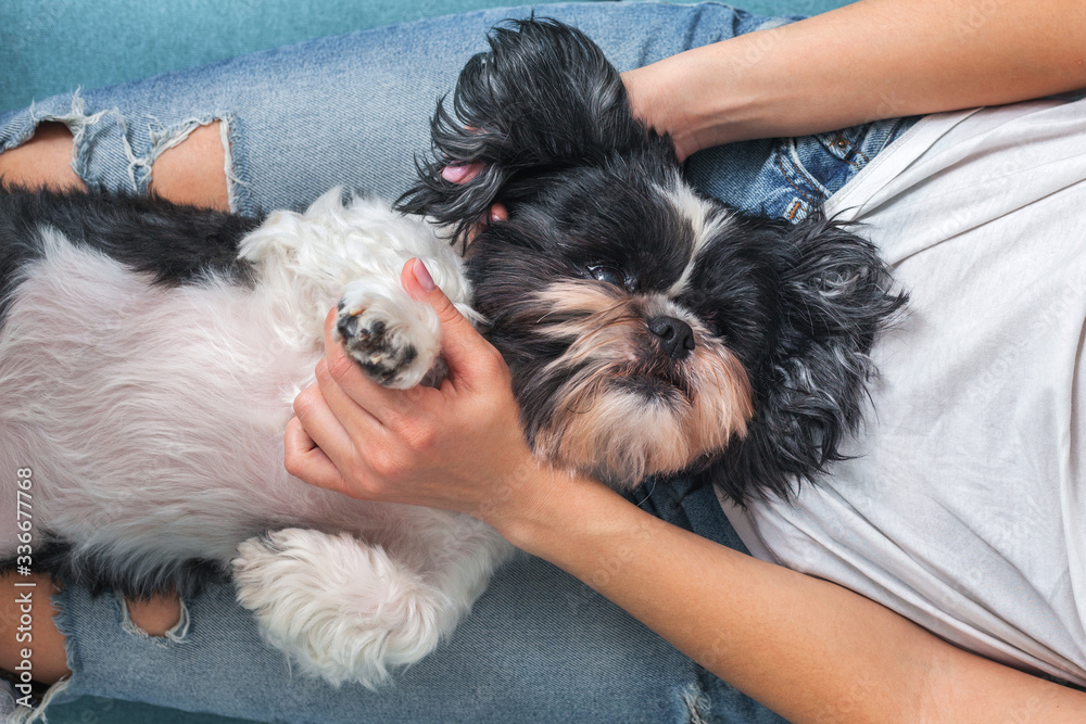 Funny cute dog is sitting on the couch in the girl's lap. Shih-tzu breed. pet. Homeliness. Funny cute dog is sitting on the couch in the girl's lap. Shih-tzu breed. pet. Homeliness.
